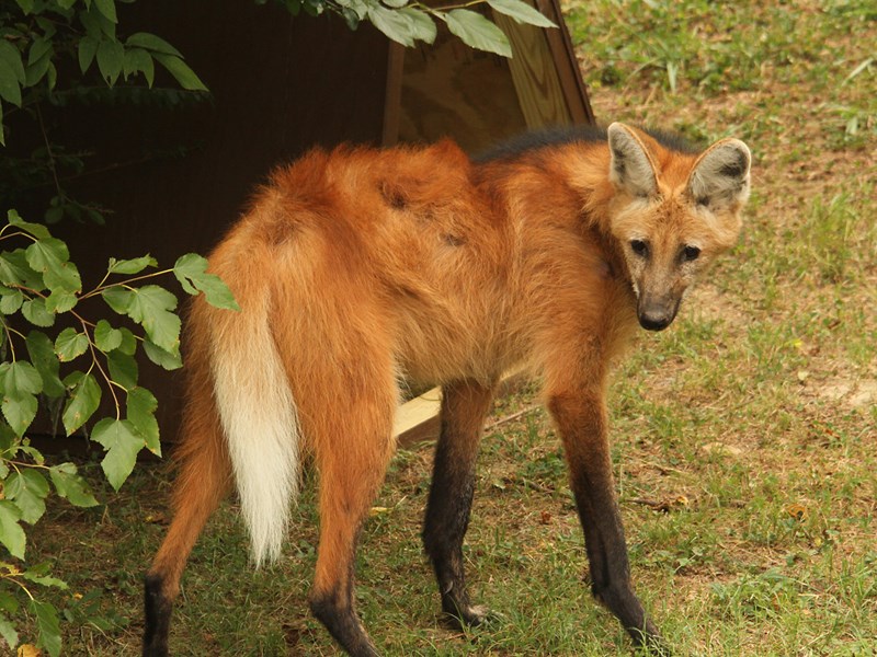Animal Habitats