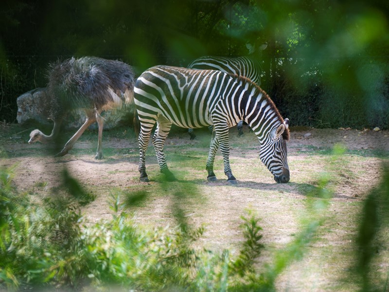 Animal Habitats