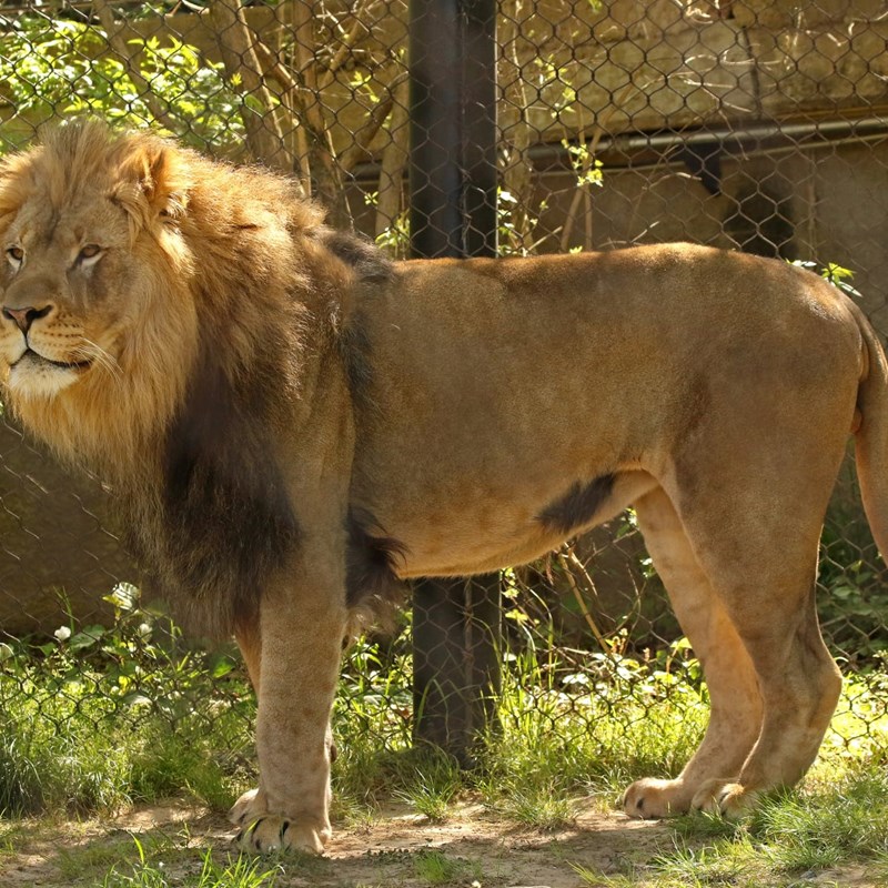 Animal Habitats
