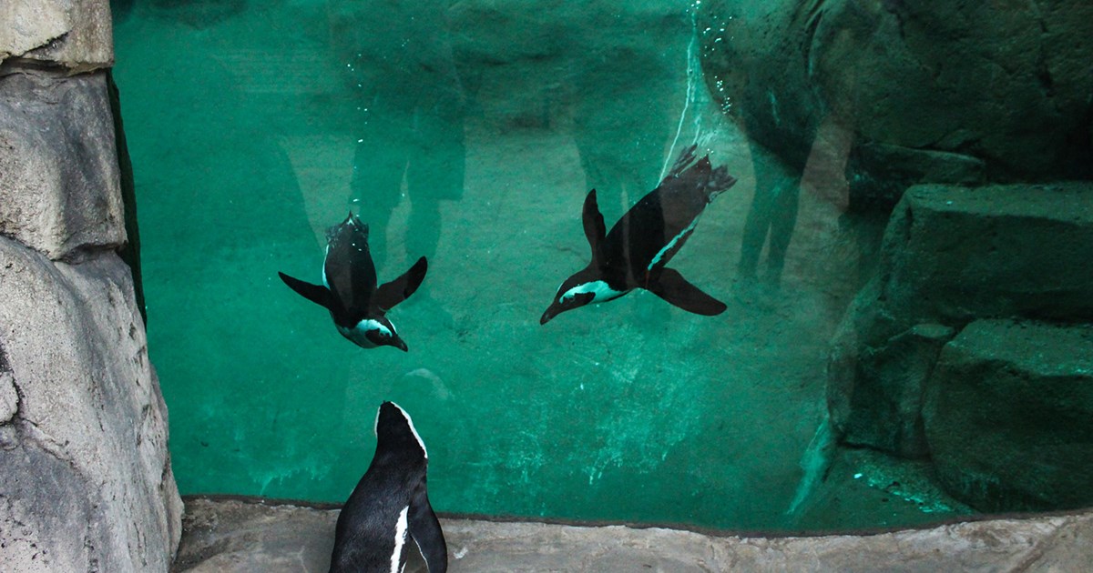 Penguins