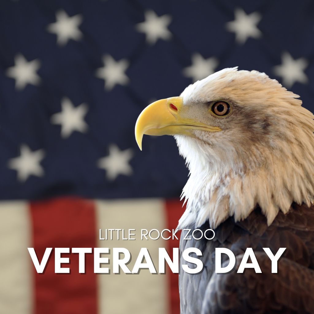 Veterans day 2025