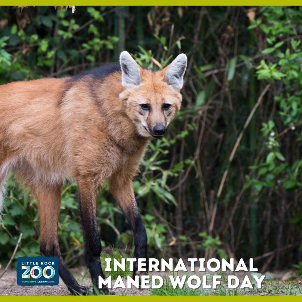 Maned wolf day 2025