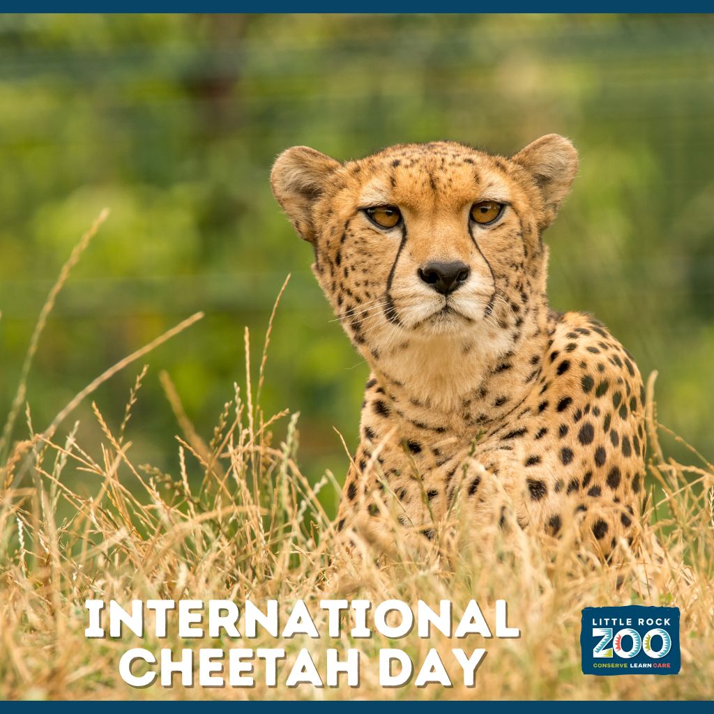 cheetah day 2025