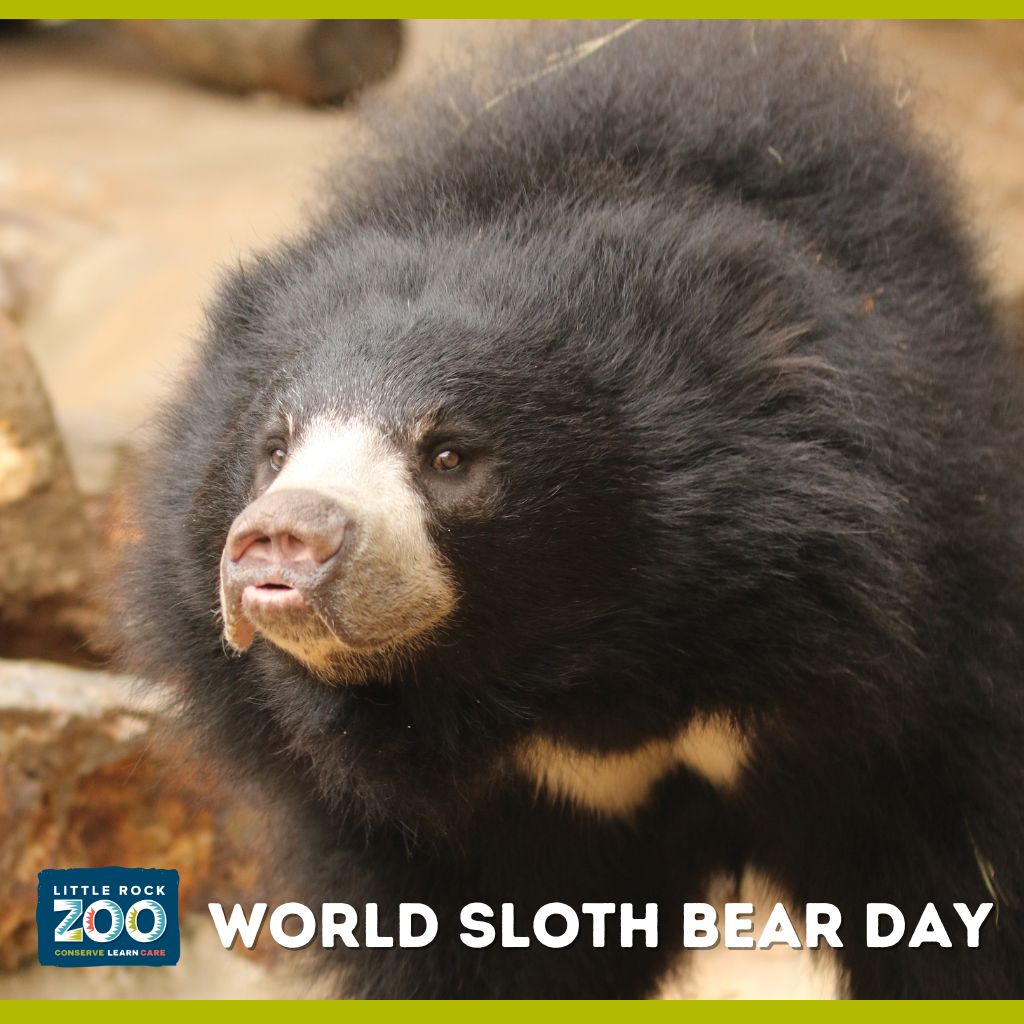 sloth bear day 2025