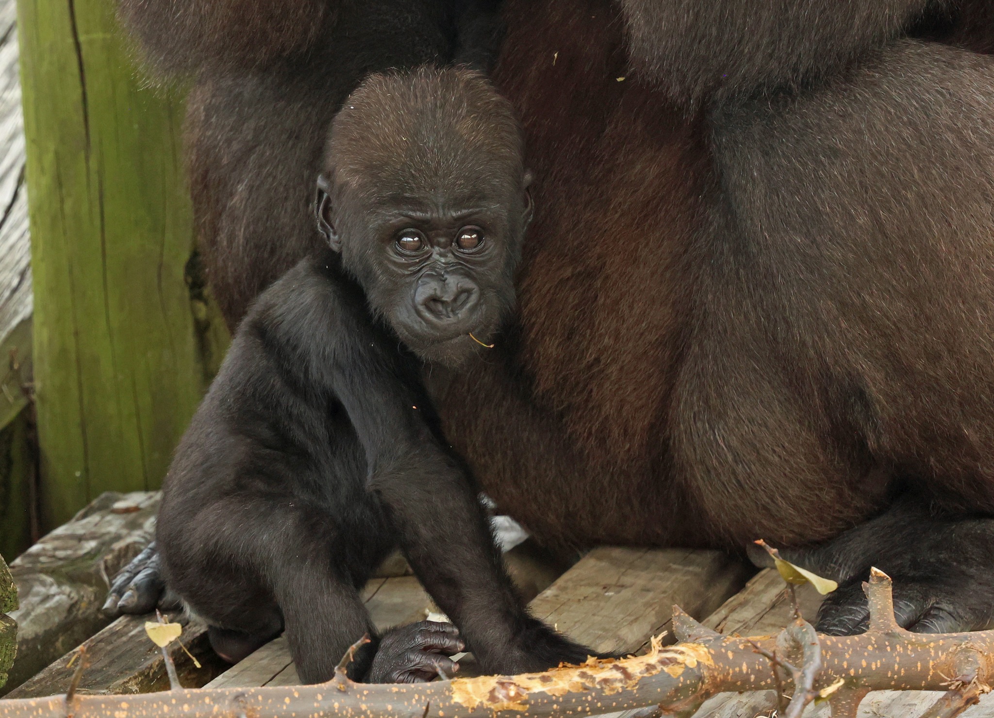 Animal Enrichment