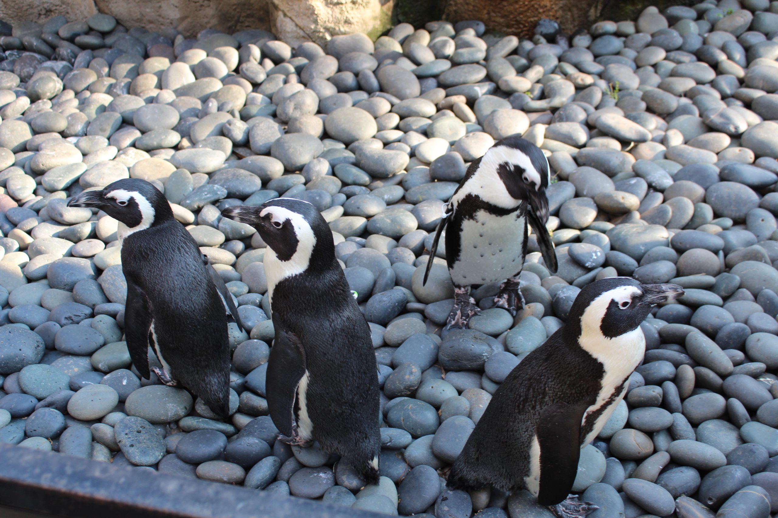 Penguins