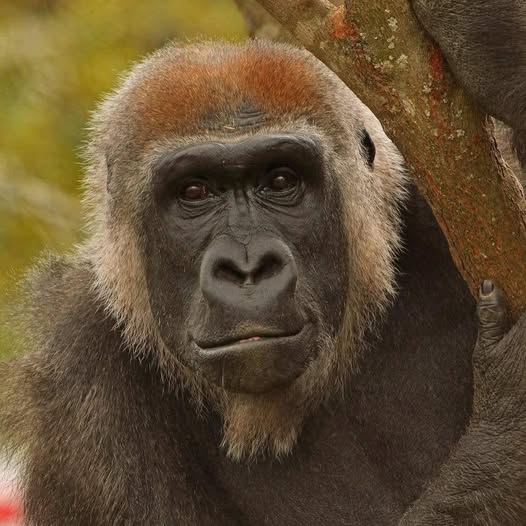 Gorilla