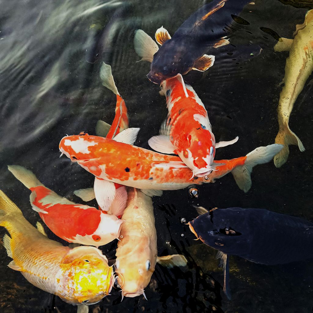 Goats at Heritage Farm