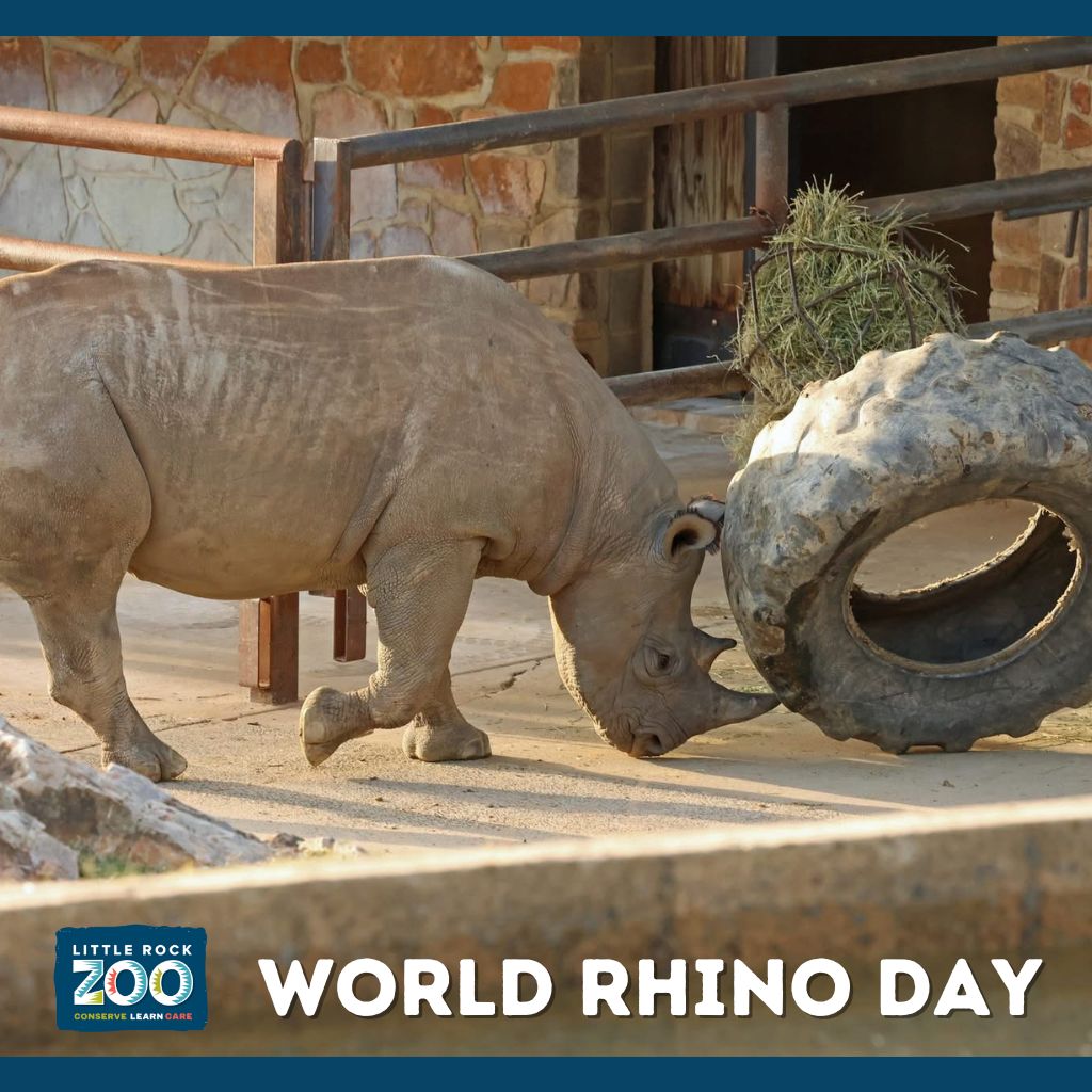 world rhino day 2025